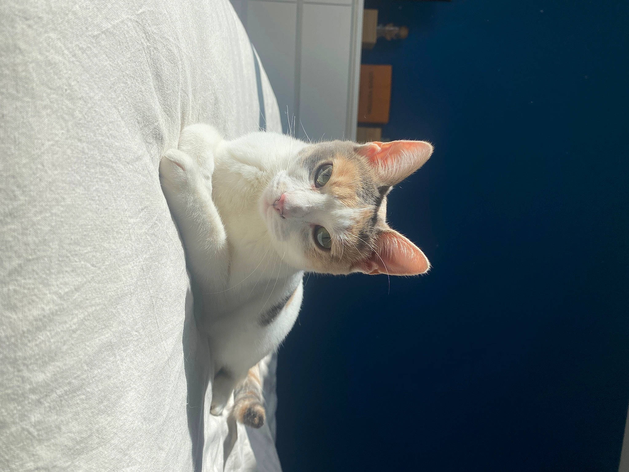 Simone a rejoint le concours — aidez-le/la à gagner de superbes lots ! carnivore, cat, collar, domestic_short_haired_cat, ear, fawn, felidae, fur, paw, small_to_medium_sized_cats, tail, whiskers