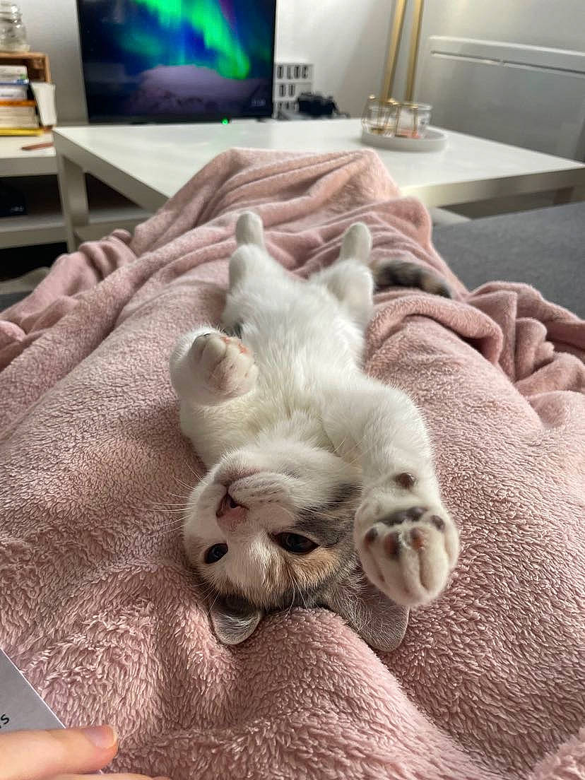 Simone a rejoint le concours — aidez-le/la à gagner de superbes lots ! canidae, carnivore, comfort, companion_dog, couch, dog, dog_breed, fawn, felidae, fur, linens, paw, room, small_to_medium_sized_cats, snout, sporting_group, tail, television, whiskers, working_animal