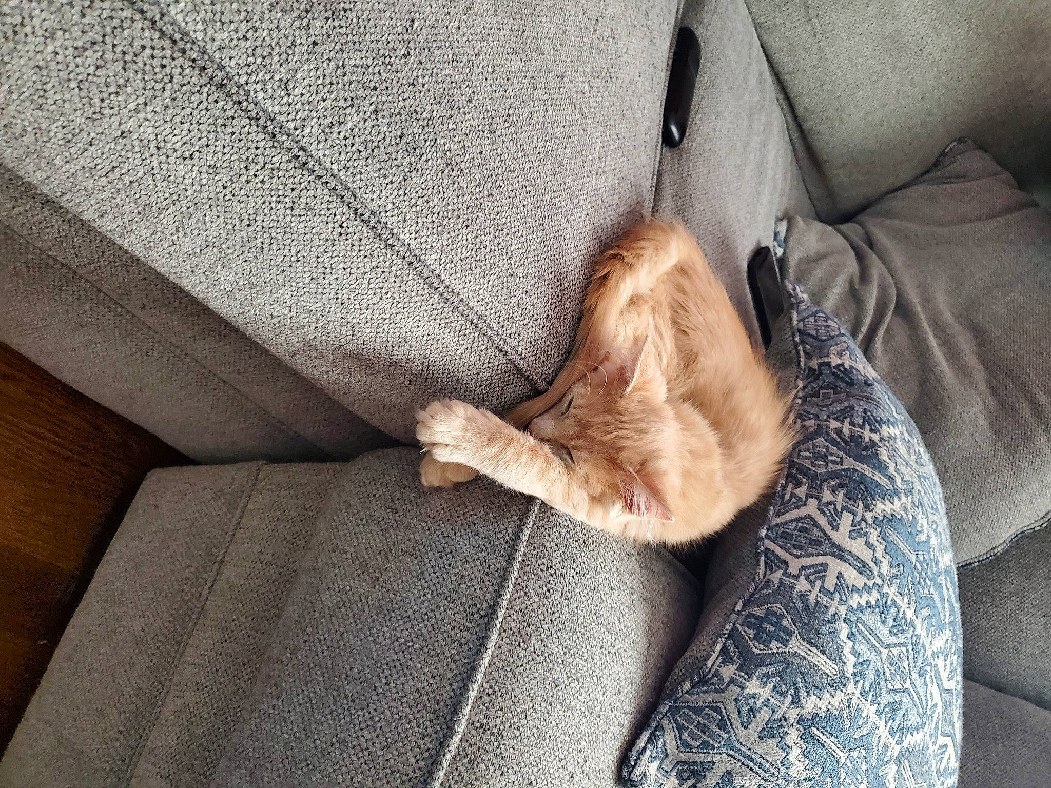 Cinnamon is registered to the contest to win money with this photo: carnivore, cat, comfort, couch, fawn, felidae, flooring, fur, grey, human_leg, linens, mammal, room, tail, textile, tints_and_shades, vertebrate, whiskers, window, wood