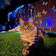 Aïko a rejoint le concours — aidez-le/la à gagner de superbes lots ! cat, tabby, grass, night, outdoor, fairy_lights, decorative_butterflies, wooden_fence, colorful_lights, pet, animal, whiskers, fur, relaxing, closeup, nature, garden, cute, mammal, domestic_animal