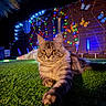 cat, tabby, grass, night, outdoor, fairy_lights, decorative_butterflies, wooden_fence, colorful_lights, pet, animal, whiskers, fur, relaxing, closeup, nature, garden, cute, mammal, domestic_animal