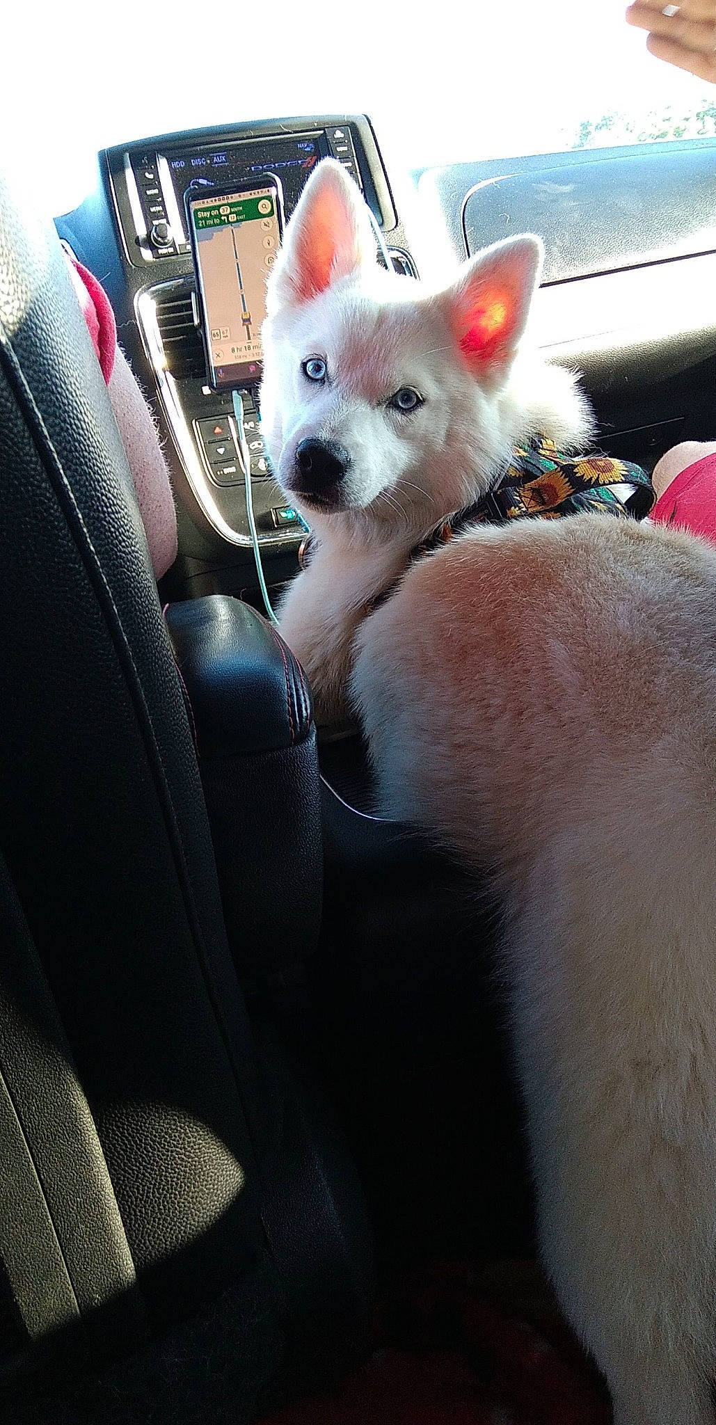 Rory is registered to the contest to win money with this photo: car, car_seat, carnivore, cat, comfort, companion_dog, dog_breed, fawn, felidae, fur, mammal, paw, small_to_medium_sized_cats, snout, tail, terrestrial_animal, vehicle, vehicle_door, vertebrate, whiskers