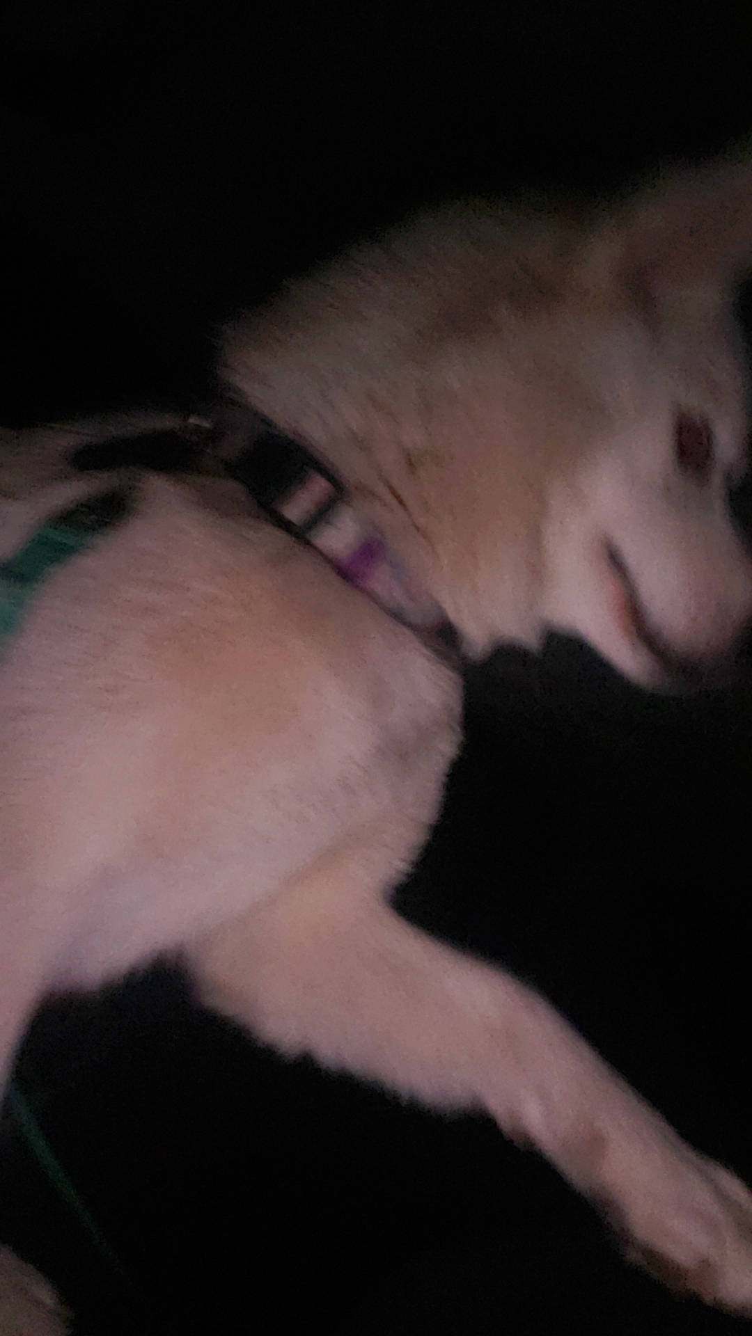 Rory joined the competition — help win amazing prizes! canidae, carnivore, comfort, companion_dog, darkness, dog_breed, ear, felidae, flesh, foot, fur, non_sporting_group, paw, small_to_medium_sized_cats, snout, sporting_group, tail, whiskers