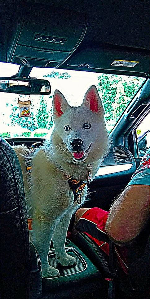 Rory joined the competition — help win amazing prizes! automotive_window_part, car, carnivore, companion_dog, dog, dog_breed, electric_blue, font, fur, glass, metal, non_sporting_group, photo_caption, snout, square, vehicle, vehicle_door, window, windscreen_wiper, windshield