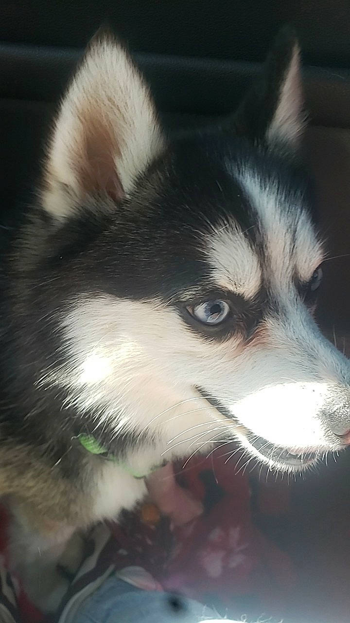 Reggie joined the competition — help win amazing prizes! ancient_dog_breeds, canidae, canis, carnivore, companion_dog, dog, dog_breed, fur, herding_dog, non_sporting_group, sled_dog, snout, sporting_group, terrestrial_animal, whiskers, wildlife, working_animal, working_dog