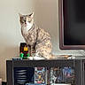 animal, calm, case, cat, console, controller, domestic_cat, electronics, entertainment, furniture, gaming, home, indoor, media_cabinet, pet, plastic, sitting, technology, television, video_games