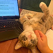 Kelly participe au concours pour gagner de l'argent avec cette photo : brown, cat, closeup, computer, cozy, curious, domestic, feline, hand, indoor, laptop, person, pet, relaxing, resting, scratching, striped, table, technology, upside_down