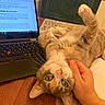 brown, cat, closeup, computer, cozy, curious, domestic, feline, hand, indoor, laptop, person, pet, relaxing, resting, scratching, striped, table, technology, upside_down