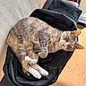 animal, backpack, black, carpet, cat, chair, curious, feline, fur, green_eyes, indoor, orange, pet, relaxed, resting, soft, sunlight, texture, white, zipper