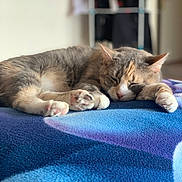 Kelly participe au concours pour gagner de l'argent avec cette photo : cat, sleeping, nap, pet, animal, feline, cozy, soft, blanket, blue, paws, fur, domestic, relaxed, indoors, sunlight, rest, cute, calm, peaceful