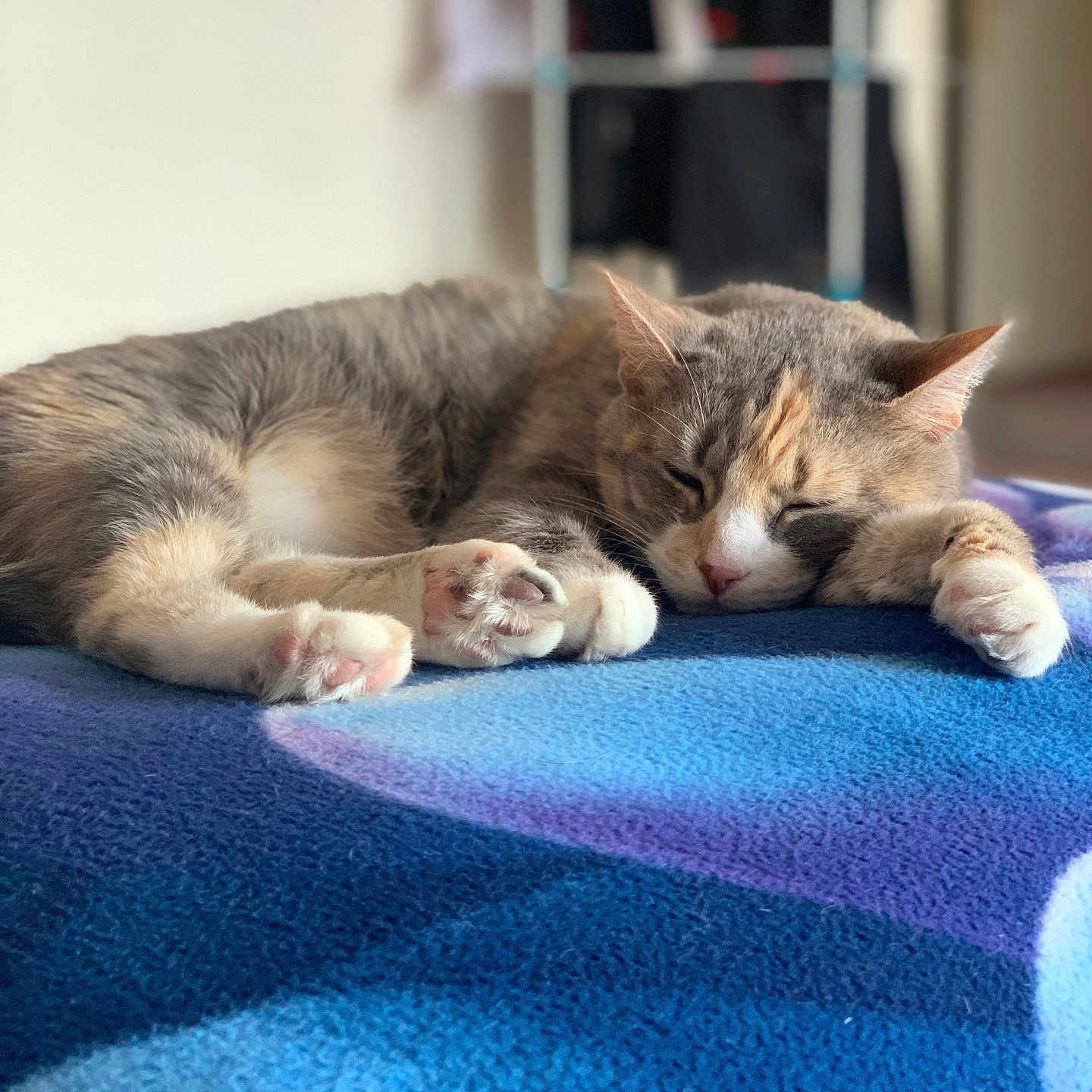 Kelly participe au concours pour gagner de l'argent avec cette photo : cat, sleeping, nap, pet, animal, feline, cozy, soft, blanket, blue, paws, fur, domestic, relaxed, indoors, sunlight, rest, cute, calm, peaceful