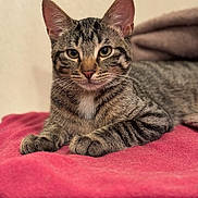 Neo a rejoint le concours — aidez-le/la à gagner de superbes lots ! cat, tabby_cat, pet, animal, feline, lying_down, blanket, red_blanket, indoor, cozy, fur, whiskers, ears, eyes, portrait, domestic_animal, cute, relaxed, soft_texture, closeup