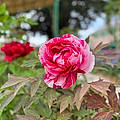 Jane B.