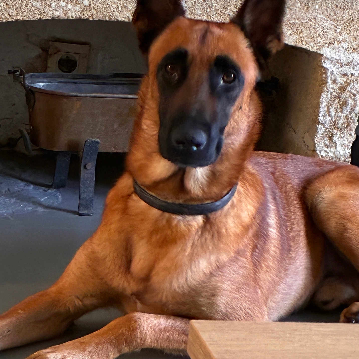 Eika participe au concours pour gagner de l'argent avec cette photo : animal, black, brown, canine, collar, dog, ears, face, floor, fur, german_shepherd, home, indoor, looking, mammal, paw, pet, portrait, resting, table