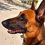 dog, german_shepherd, outdoor, sunlight, portrait, animal, pet, canine, brown_fur, black_fur, ear, snout, teeth, collar, shadow, tree, building, daytime, closeup, profile