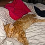 animal, bed, blanket, cat, comfort, cozy, cute, domestic_cat, feline, fur, indoor, kitten, nap, orange_tabby, pet, relaxation, resting, sleeping, soft, white_blanket