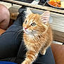 black_pants, blue_shirt, cat, clothing, curious, dining_room, feline, food, fur, glass, green_eyes, indoor, kitten, lap, orange_tabby, person, pet, plate, table, whiskers