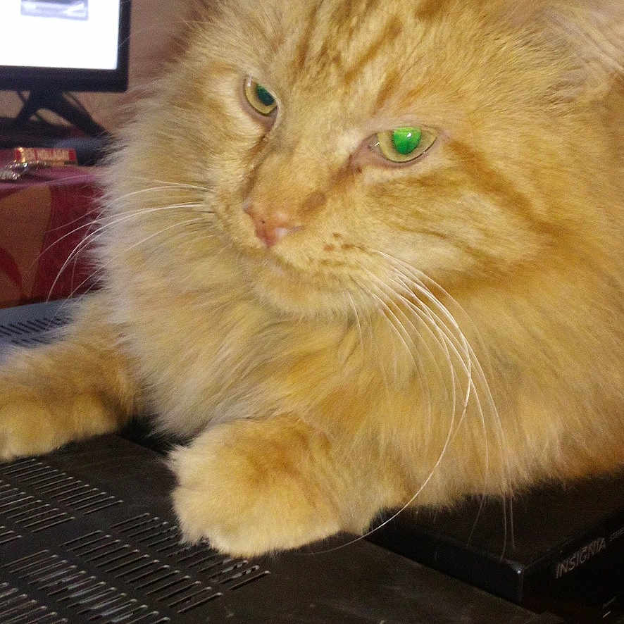 Lion Cat joined the competition — help win amazing prizes! advertisement, animal, cat, closeup, device, electronics, fluffy, fur, home, household, indoor, orange_tabby, pet, relaxed, resting, screen, technology, television, vacuum_cleaner, whiskers