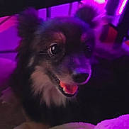 Sasha is registered to the contest to win money with this photo: dog, pet, animal, portrait, closeup, purple_light, smiling, fur, cute, indoor, face, canine, fluffy, eyes, tongue, happy, muzzle, dark_background, neon, glowing