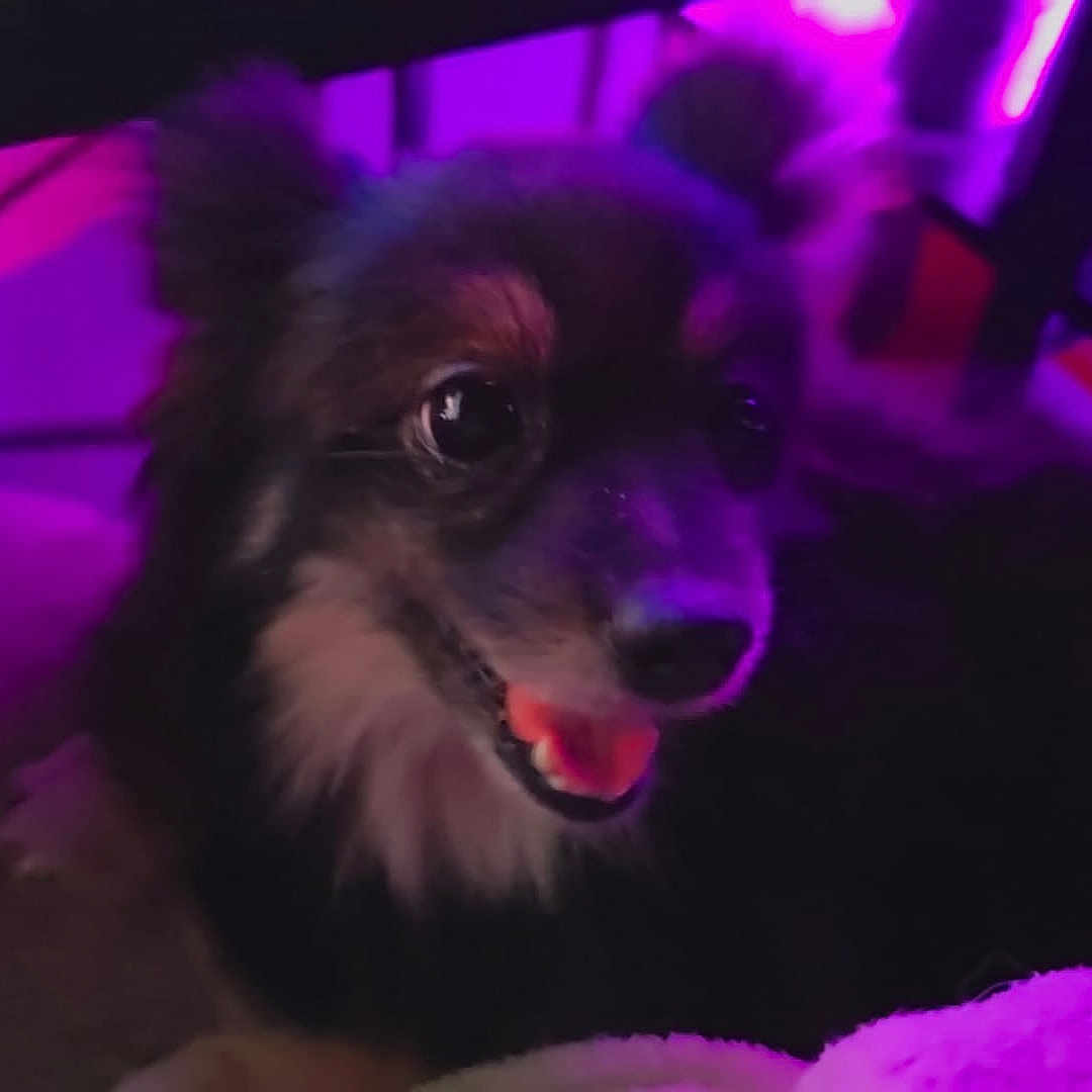 Sasha is registered to the contest to win money with this photo: dog, pet, animal, portrait, closeup, purple_light, smiling, fur, cute, indoor, face, canine, fluffy, eyes, tongue, happy, muzzle, dark_background, neon, glowing