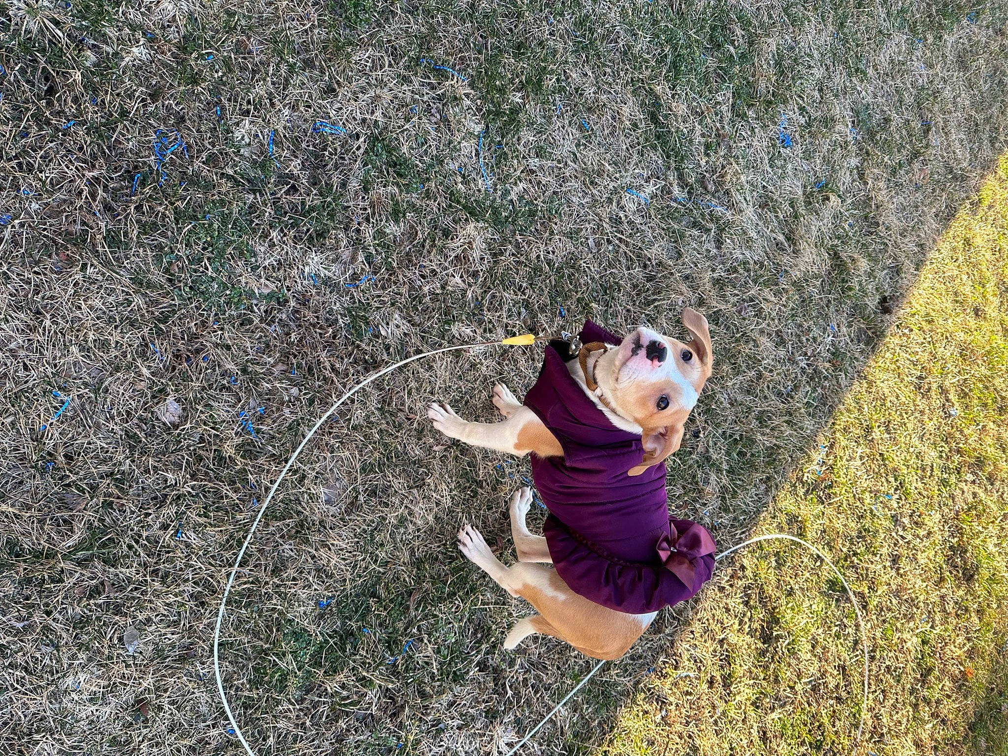 Aurora is registered to the contest to win money with this photo: agriculture, asphalt, fawn, field, fun, grass, grassland, happy, hat, landscape, leisure, organism, people_in_nature, plant, recreation, road_surface, shrub, soil, sunglasses, toy