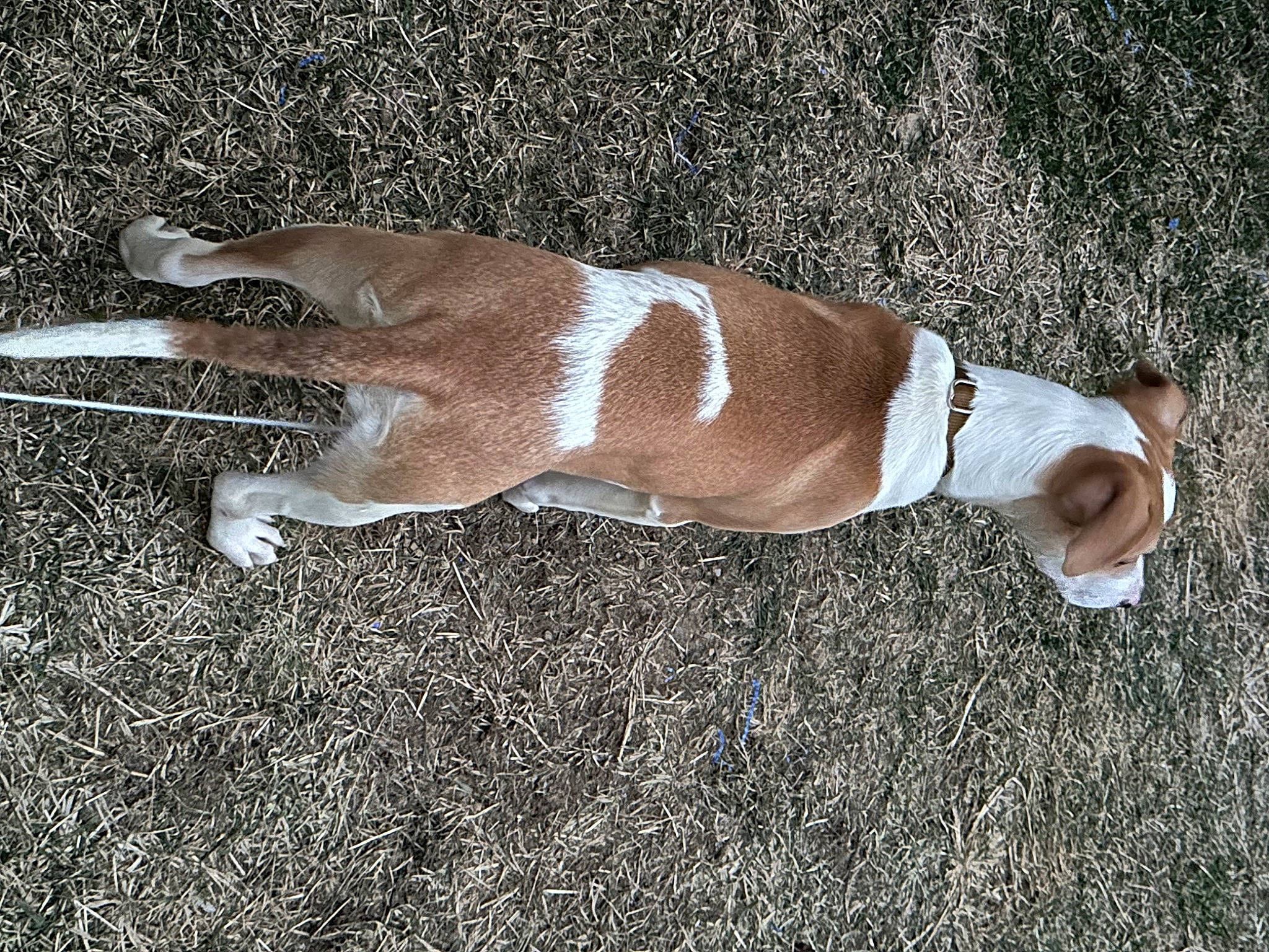 Aurora is registered to the contest to win money with this photo: canidae, carnivore, companion_dog, dog, dog_breed, fawn, fur, grass, hardwood, human_leg, knee, linens, people_in_nature, shadow, soil, sporting_group, tail, terrestrial_animal, thigh, wood