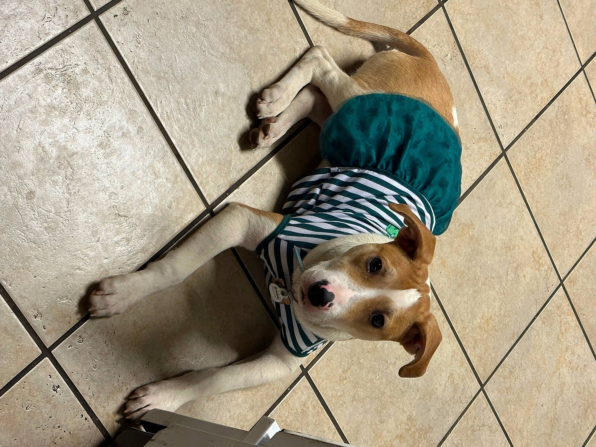 Aurora is registered to the contest to win money with this photo: canidae, carnivore, collar, companion_dog, dog, dog_breed, dog_clothes, dog_supply, fawn, floor, flooring, fur, leash, pet_supply, road_surface, sidewalk, snout, sporting_group, toy_dog, working_animal