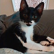 Maya participe au concours pour gagner de l'argent avec cette photo : kitten, cat, black_and_white, mustache_marking, whiskers, paws, blanket, couch, indoor, pet, feline, cute, young, fur, animal, relaxed, closeup, portrait, curious, wide_eyes