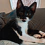 kitten, cat, black_and_white, mustache_marking, whiskers, paws, blanket, couch, indoor, pet, feline, cute, young, fur, animal, relaxed, closeup, portrait, curious, wide_eyes