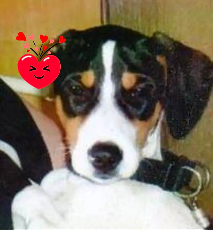 Milou a rejoint le concours — aidez-le/la à gagner de superbes lots ! beaglier, cable_television, canidae, carnivore, collar, companion_dog, dog, dog_bed, dog_breed, dog_supply, giant_dog_breed, herding_dog, hound, puppy_love, scent_hound, sporting_group, terrier, whiskers, working_animal, working_dog