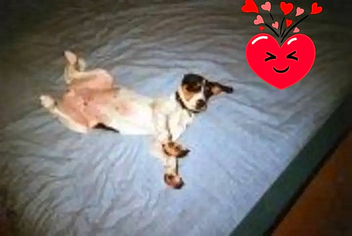 Milou a rejoint le concours — aidez-le/la à gagner de superbes lots ! art, canidae, carmine, carnivore, companion_dog, dog, dog_breed, dog_supply, event, fawn, flooring, font, hardwood, paw, rectangle, room, sporting_group, tail, toy_dog, wood