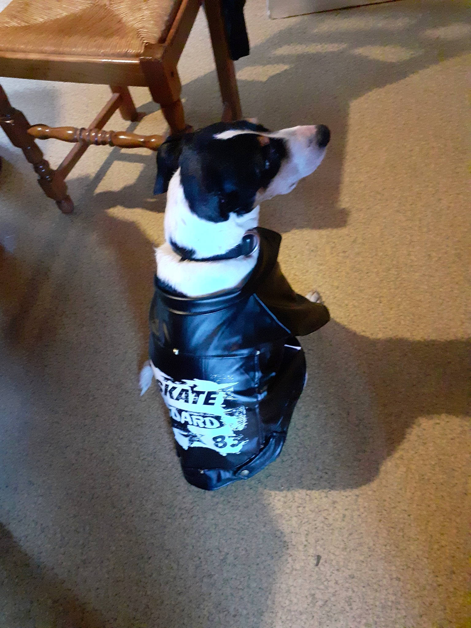 Milou a rejoint le concours — aidez-le/la à gagner de superbes lots ! carnivore, chair, collar, companion_dog, dog, dog_breed, dog_collar, dog_supply, electric_blue, fawn, flooring, hardwood, paw, personal_protective_equipment, pet_supply, snout, sporting_group, tail, wood, working_animal