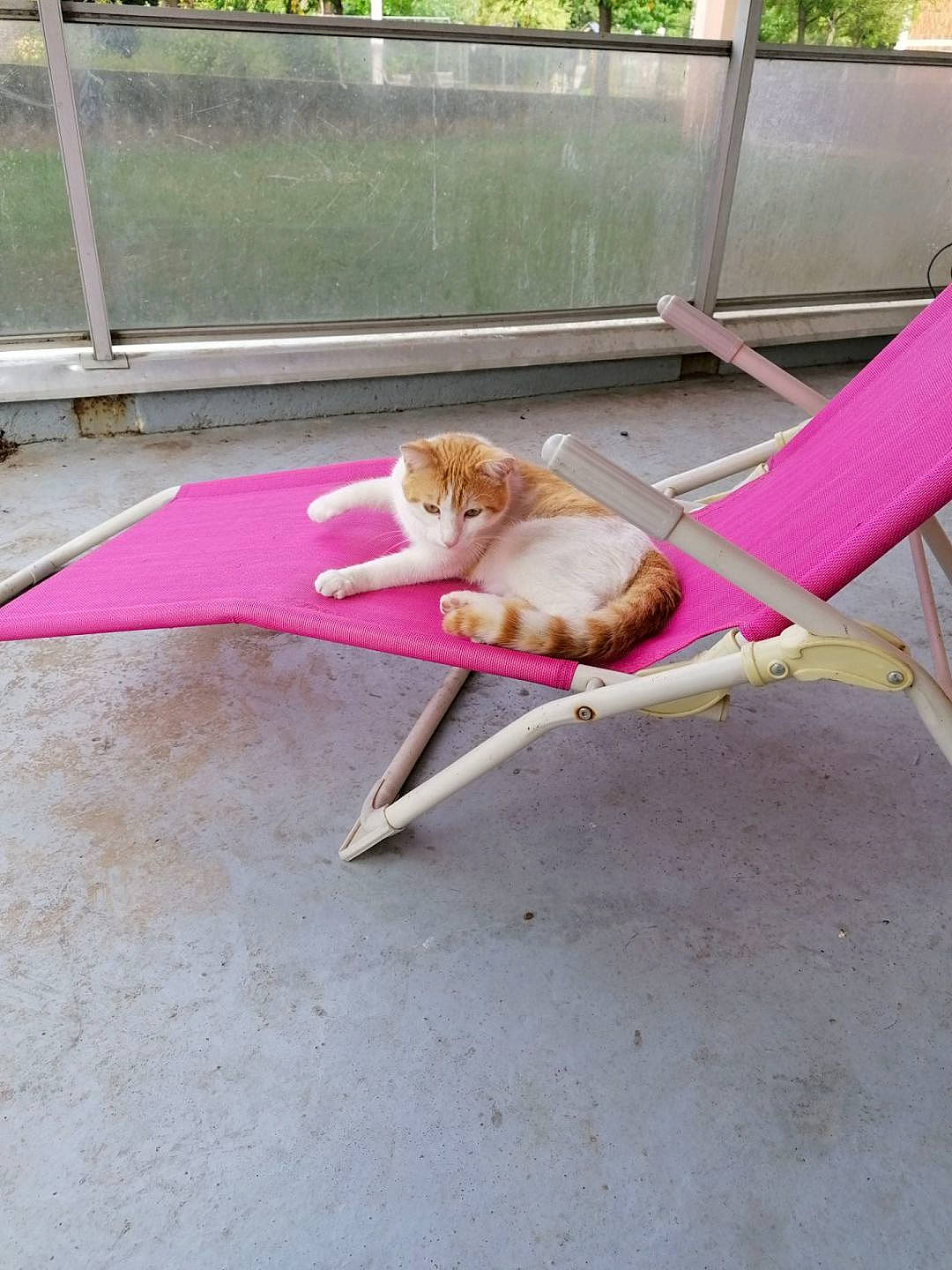 Bébé participe au concours pour gagner de l'argent avec cette photo : asphalt, canidae, carnivore, cat, companion_dog, dog_breed, fawn, felidae, grass, leisure, magenta, outdoor_furniture, recreation, shade, small_to_medium_sized_cats, sporting_group, sports_equipment, tail