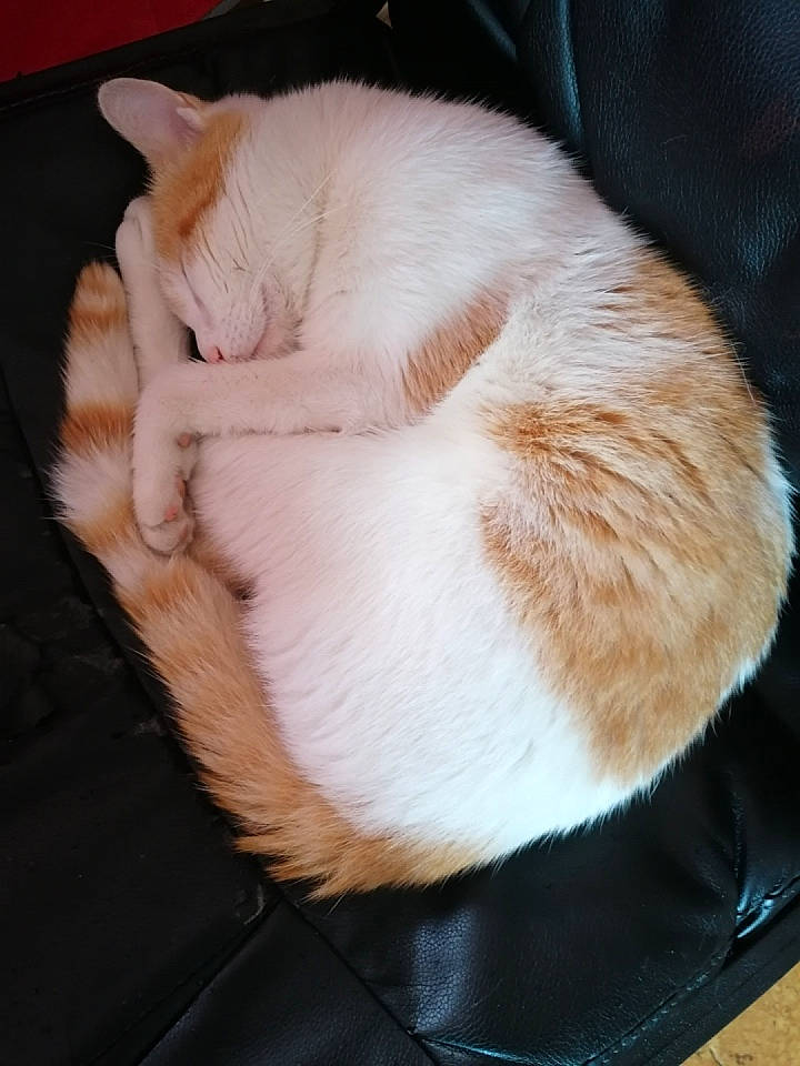 Bébé participe au concours pour gagner de l'argent avec cette photo : carnivore, cat, cat_supply, claw, comfort, domestic_short_haired_cat, ear, fawn, felidae, fur, paw, small_to_medium_sized_cats, tail, whiskers