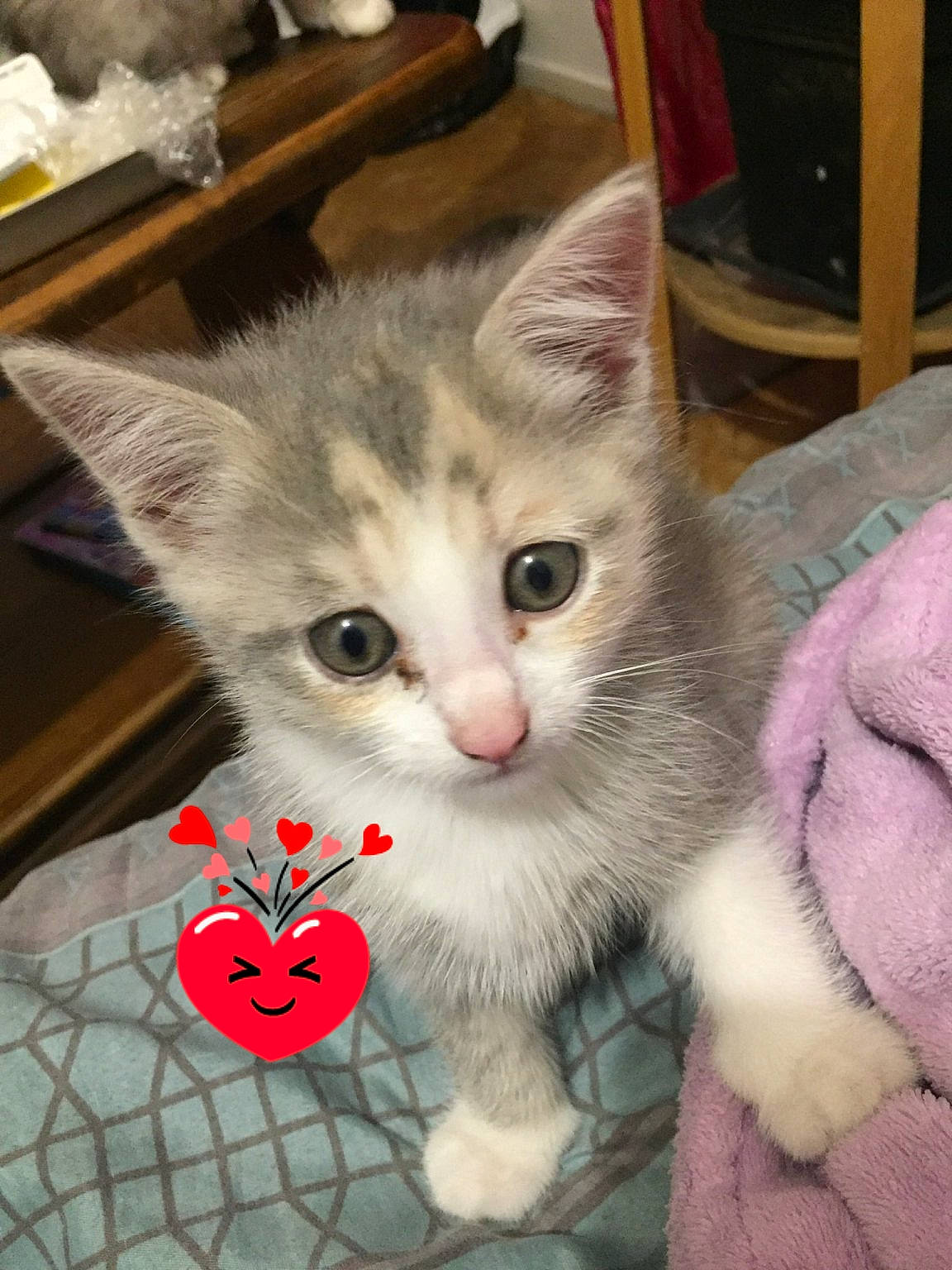 Bébé a rejoint le concours — aidez-le/la à gagner de superbes lots ! box, carmine, carnivore, cat, cat_furniture, cat_toy, chair, claw, domestic_short_haired_cat, fawn, felidae, fur, lap, paw, photo_caption, small_to_medium_sized_cats, snout, tail, whiskers