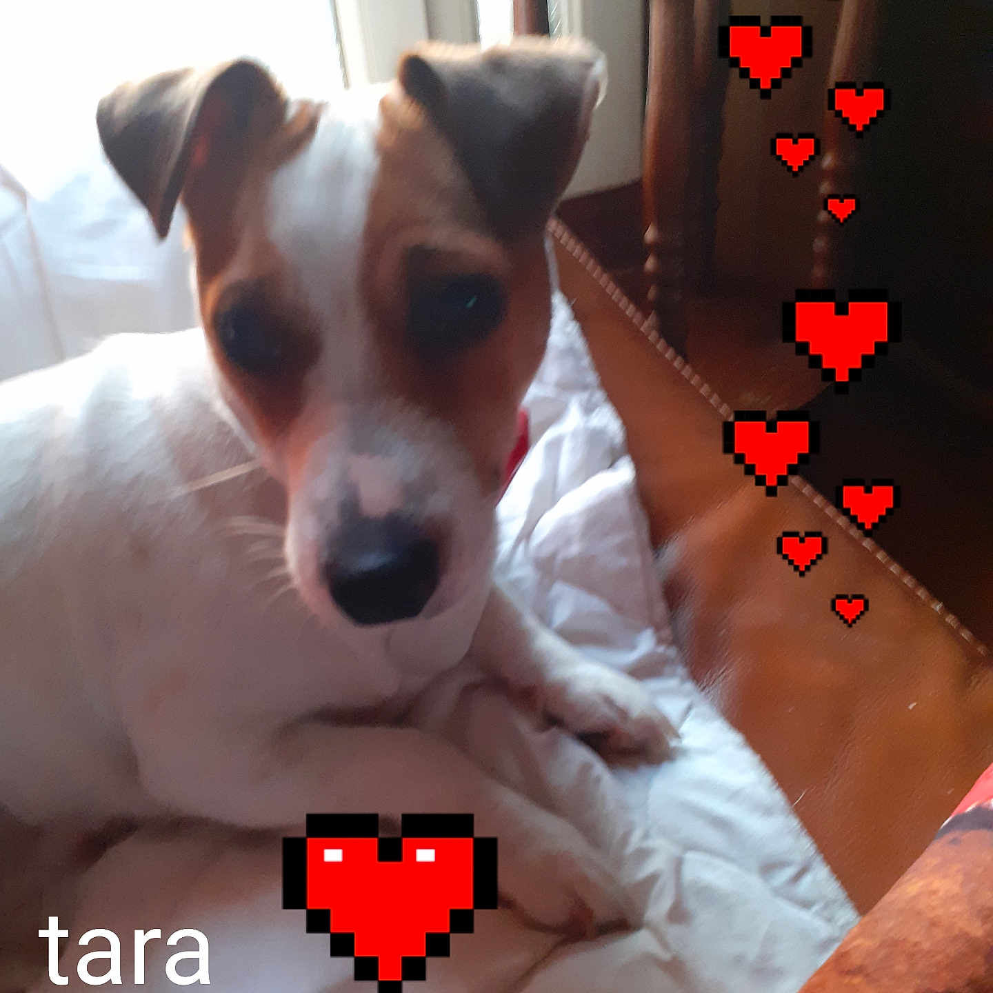 Tara a rejoint le concours — aidez-le/la à gagner de superbes lots ! accessories, animal, ball, bed, blanket, boxer, bulldog, canine, chair, chihuahua, cushion, dog, furniture, homedecor, hound, indoors, interiordesign, pet, puppy, terrier