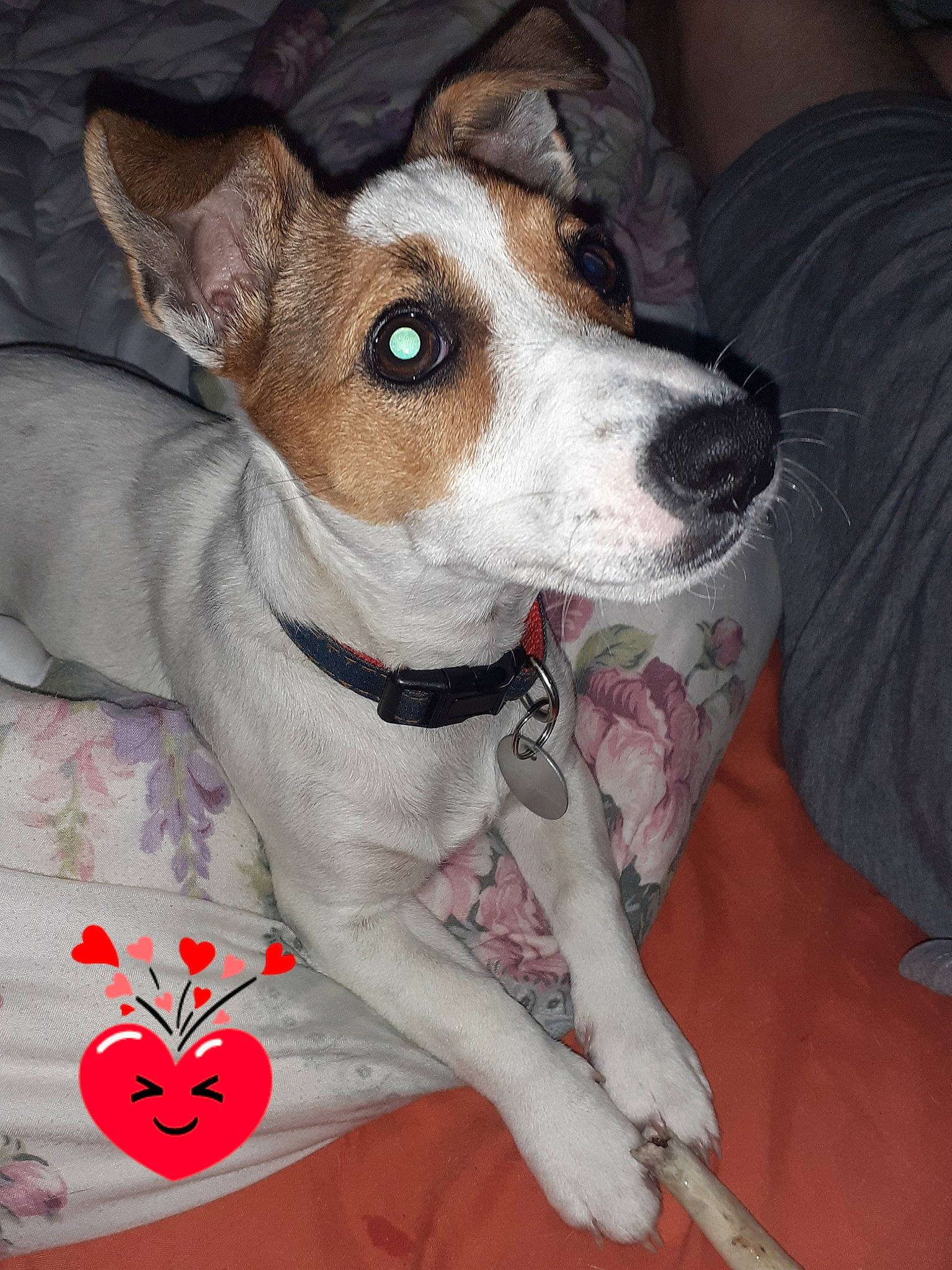 Senechal Tara participe au concours pour gagner de l'argent avec cette photo : carmine, carnivore, collar, companion_dog, dog, dog_breed, dog_collar, irishjacks, pattern, whiskers, white, working_animal