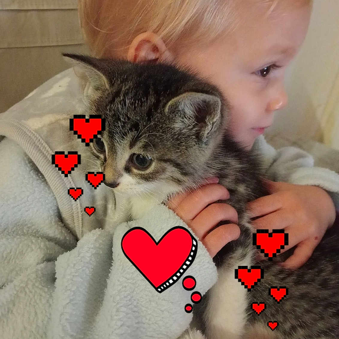 Sabrina a rejoint le concours — aidez-le/la à gagner de superbes lots ! abyssinian, animal, baby, blanket, bodypart, cat, clothing, face, finger, hand, head, heart, kitten, manx, person, pet, photography, portrait, sleeping, t_shirt