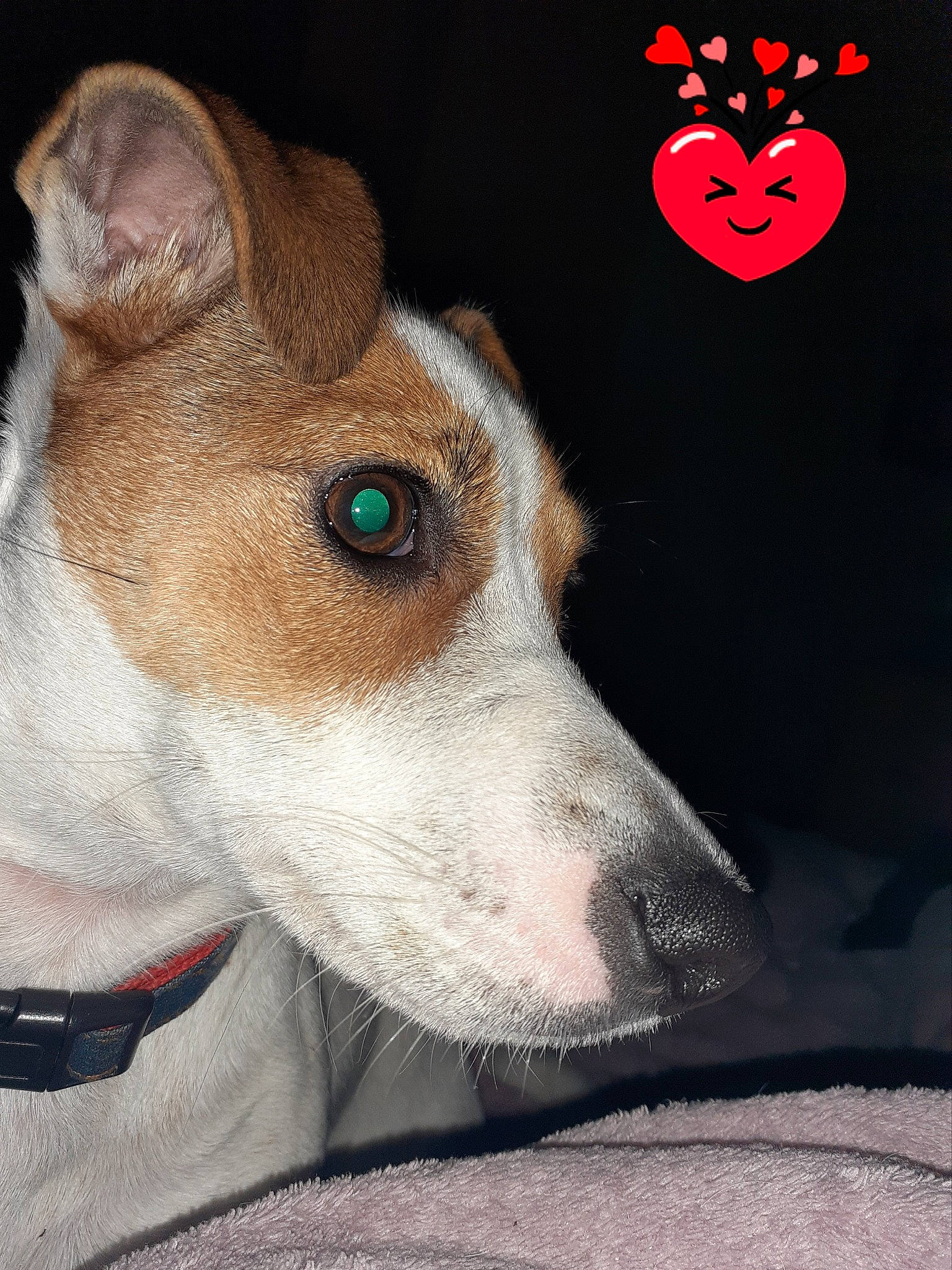 Lenglart Tara participe au concours pour gagner de l'argent avec cette photo : art, canidae, carmine, carnivore, collar, companion_dog, dog, dog_breed, dog_collar, font, fur, irishjacks, logo, non_sporting_group, snout, sporting_group, whiskers, working_animal