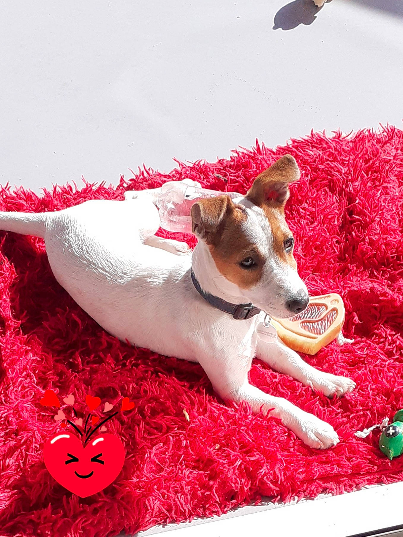 Lenglart Tara participe au concours pour gagner de l'argent avec cette photo : canidae, carmine, carnivore, collar, companion_dog, dog, dog_breed, dog_supply, fawn, grass, magenta, pattern, paw, pet_supply, petal, pink, snout, sporting_group, whiskers, working_animal