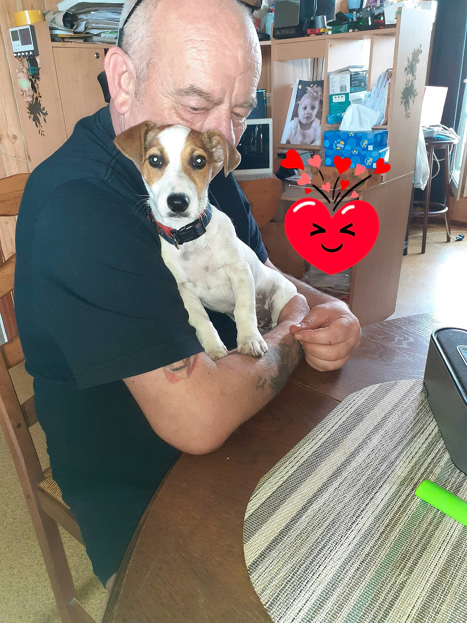 Lenglart Tara participe au concours pour gagner de l'argent avec cette photo : canidae, carnivore, chair, chihuahua, comfort, companion_dog, couch, dog, dog_breed, dog_supply, eyewear, fawn, flooring, furniture, lap, mammal, sitting, sporting_group, table, toy_dog