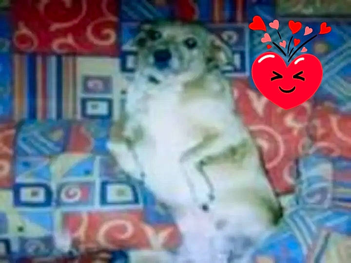 Diane participe au concours pour gagner de l'argent avec cette photo : animation, art, carnivore, companion_dog, creative_arts, facade, felidae, fiction, fictional_character, font, fur, graphics, pattern, paw, photo_caption, rectangle, tail, terrestrial_animal, visual_arts, whiskers