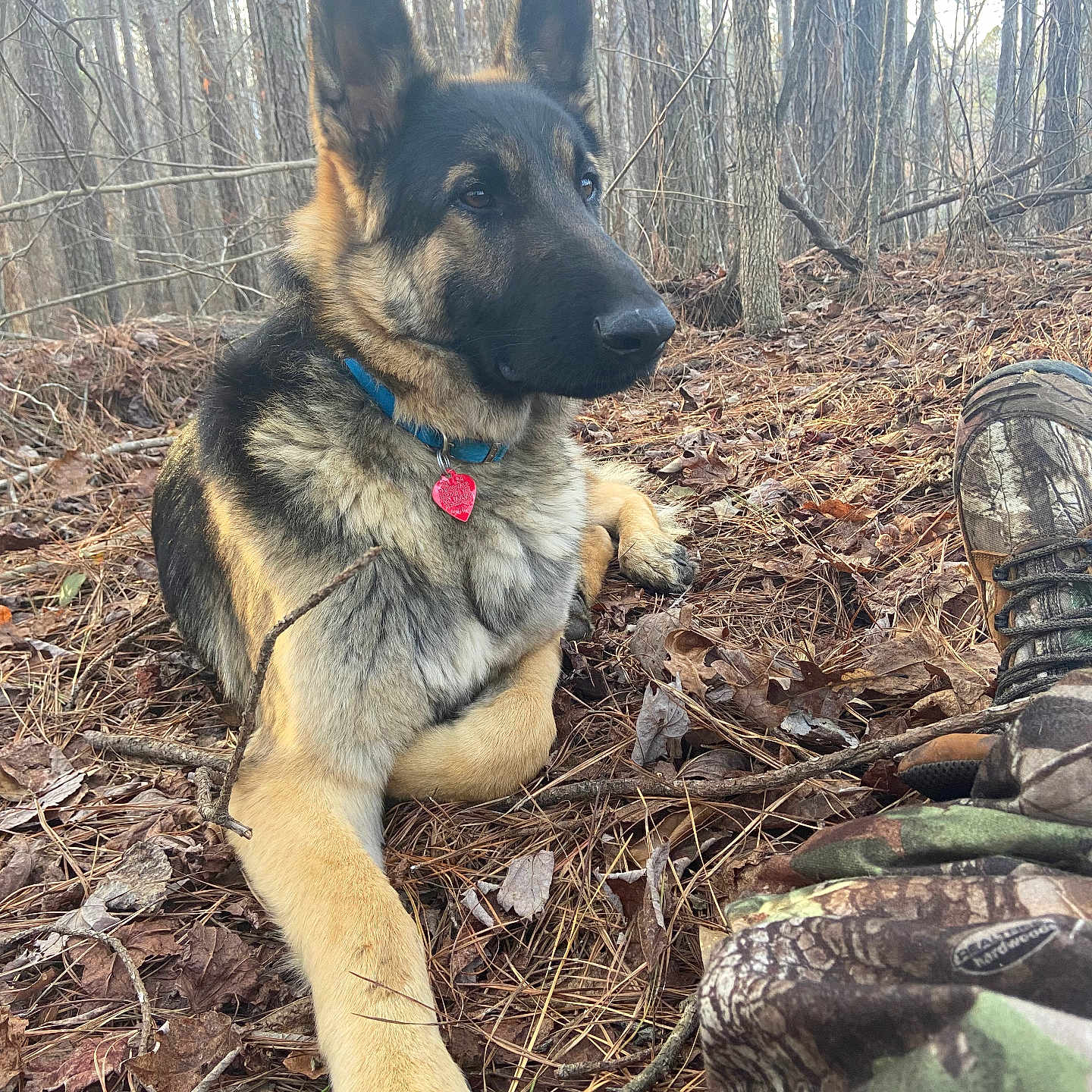 Dallas joined the competition — help win amazing prizes! animal, canine, clothing, dog, footwear, germanshepherd, grove, land, nature, outdoors, pants, pet, plant, puppy, rock, shoe, soil, tree, vegetation, woodland