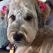Khloee is registered to the contest to win money with this photo: dog, pet, indoor, fur, pink_bows, close_up, animal, canine, cozy, curly_fur, collar, tag, couch, window, pillow, relaxed, domestic, companion, cute, portrait