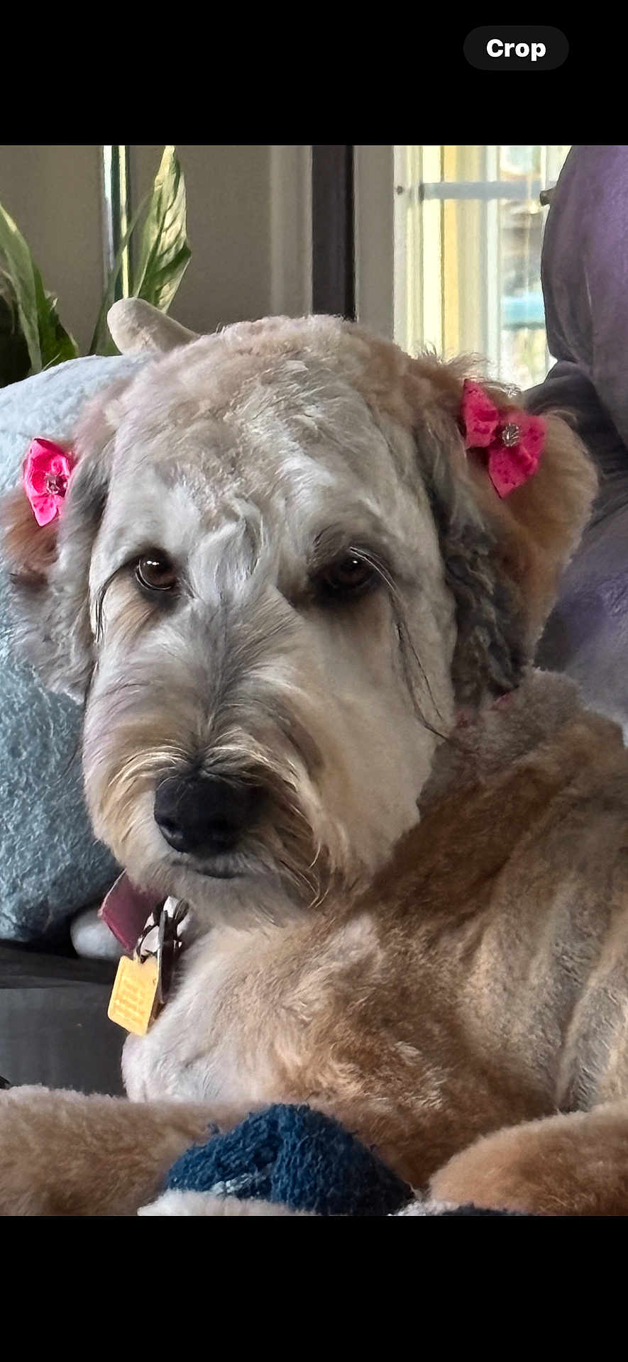 Khloee is registered to the contest to win money with this photo: dog, pet, indoor, fur, pink_bows, close_up, animal, canine, cozy, curly_fur, collar, tag, couch, window, pillow, relaxed, domestic, companion, cute, portrait