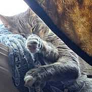 Abby is registered to the contest to win money with this photo: animal, blanket, blue, brown, cat, closeup, comfort, cozy, feline, fur, indoor, nap, natural_light, paws, pet, relaxation, resting, sleeping, soft, warm