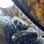animal, blanket, blue, brown, cat, closeup, comfort, cozy, feline, fur, indoor, nap, natural_light, paws, pet, relaxation, resting, sleeping, soft, warm