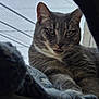 Abby joined the competition — help win amazing prizes! animal, cat, close_up, cute, detail, feline, fur, gray_tabby, indoor, looking_at_camera, paw, pet, playful, portrait, relaxed, resting, soft_light, tongue_out, whiskers, window_screen