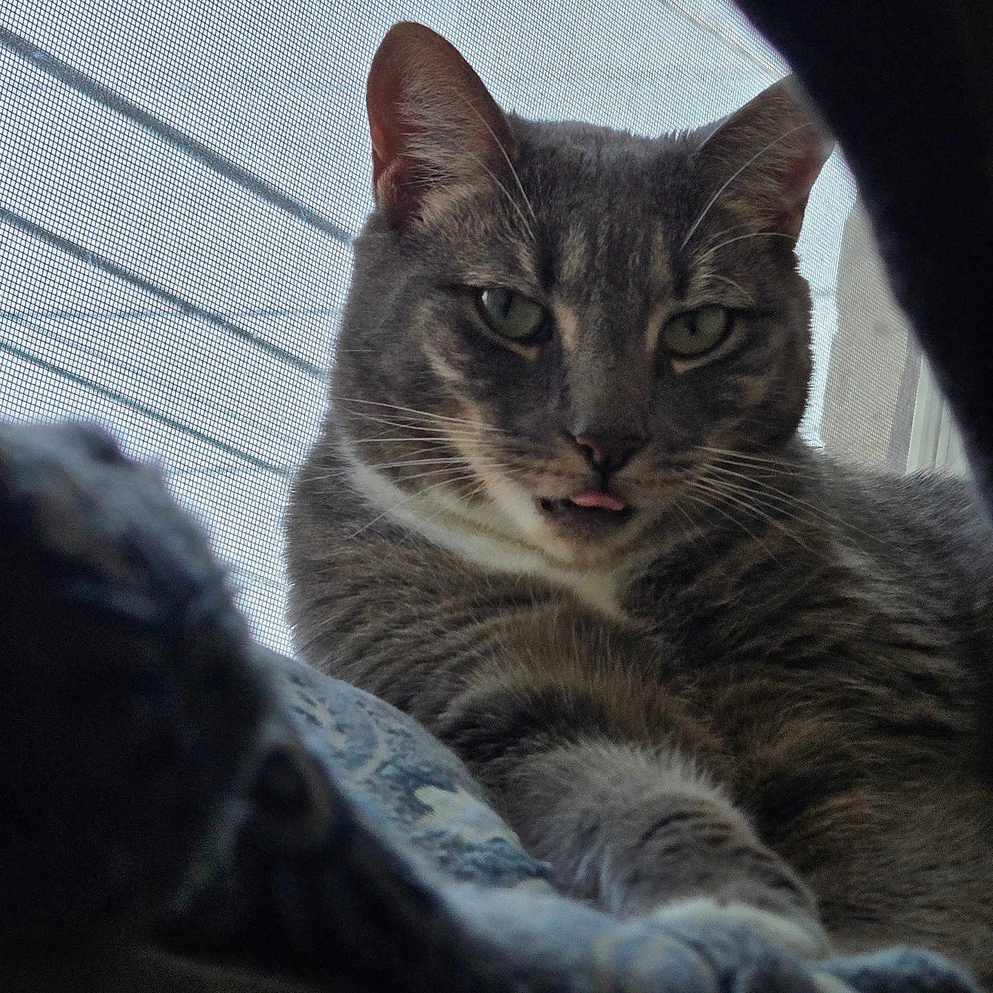 Abby joined the competition — help win amazing prizes! animal, cat, close_up, cute, detail, feline, fur, gray_tabby, indoor, looking_at_camera, paw, pet, playful, portrait, relaxed, resting, soft_light, tongue_out, whiskers, window_screen