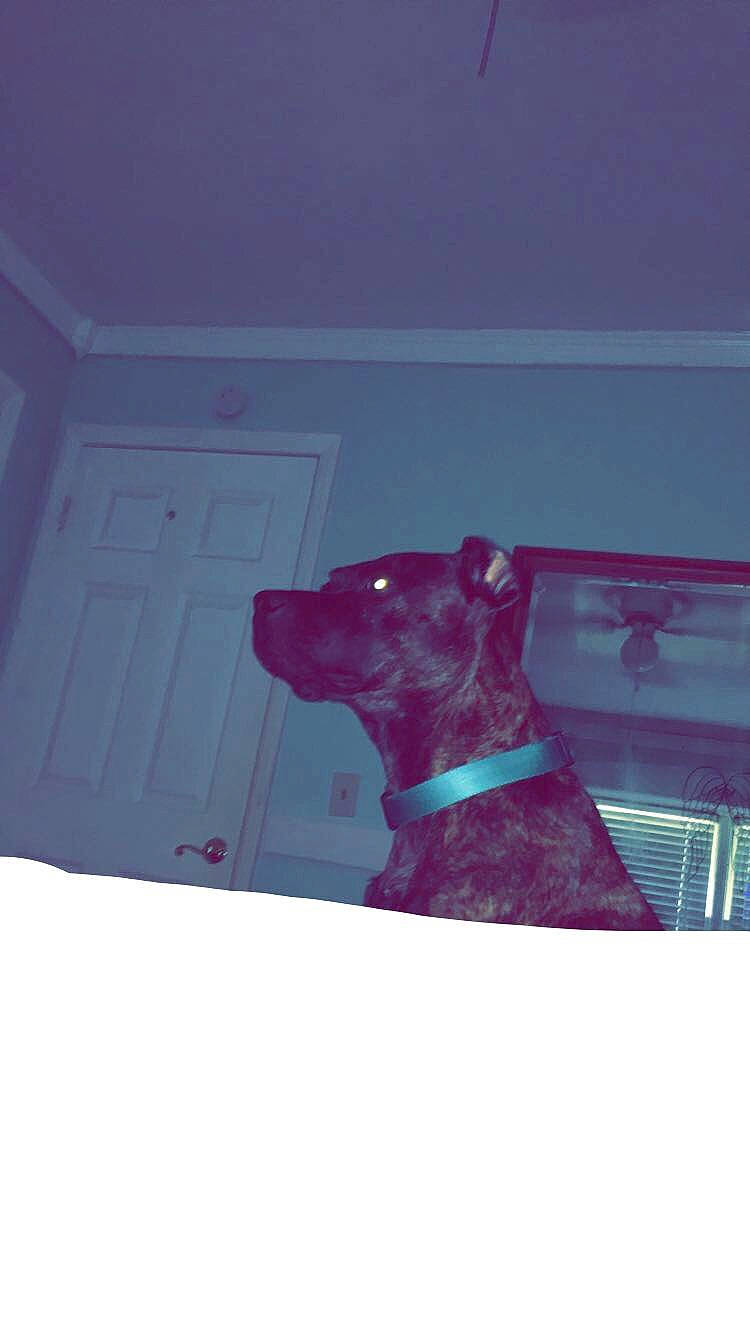 Nova joined the competition — help win amazing prizes! canidae, carnivore, collar, companion_dog, dog, dog_breed, dog_collar, dog_supply, liver, non_sporting_group, pet_supply, snout, sporting_group, teal, working_animal, working_dog